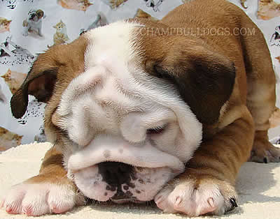 English Bulldog stud service